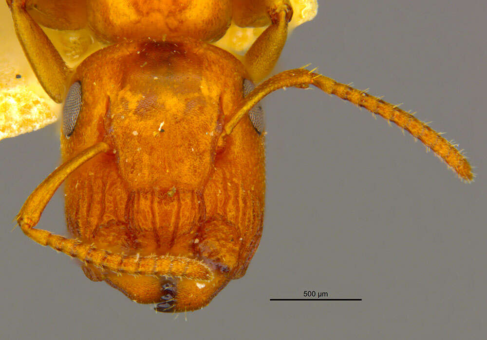 Image of <i>Colobopsis loa</i>