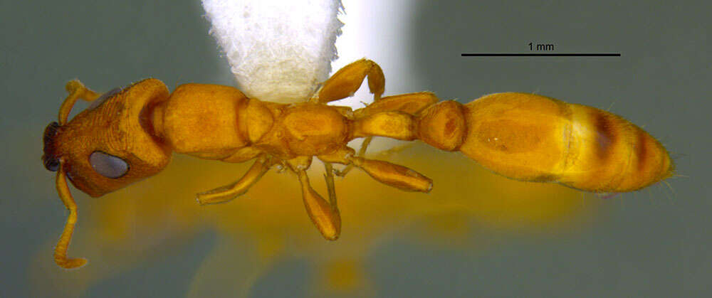 Image of <i>Tetraponera parops</i>