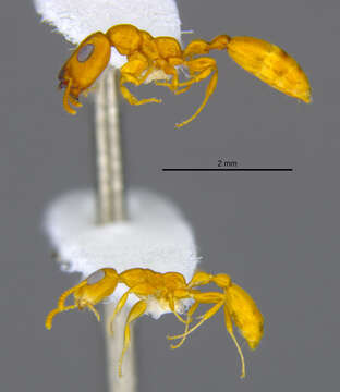 <i>Tetraponera parops</i> resmi