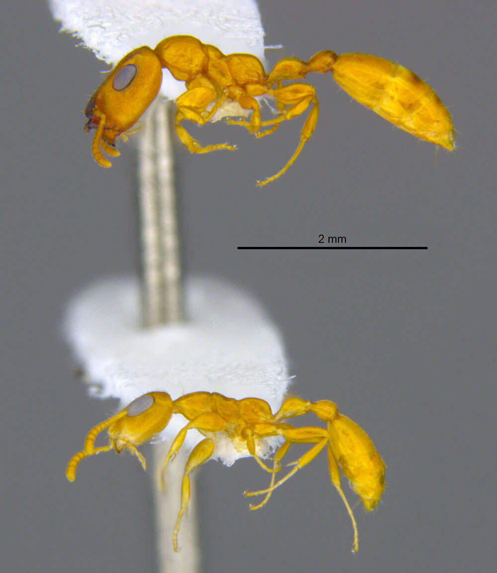 Image of <i>Tetraponera parops</i>
