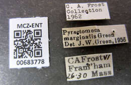 Image of Pyractomena marginalis Green 1957