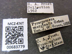 Image of Pyractomena marginalis Green 1957