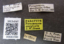 Image of Pyractomena marginalis Green 1957