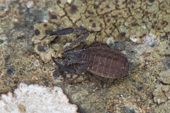 Image of Synsphyronus J. C. Chamberlin 1930