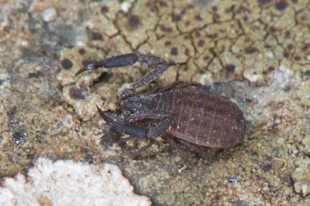 Image de Synsphyronus apimelus Harvey 1987