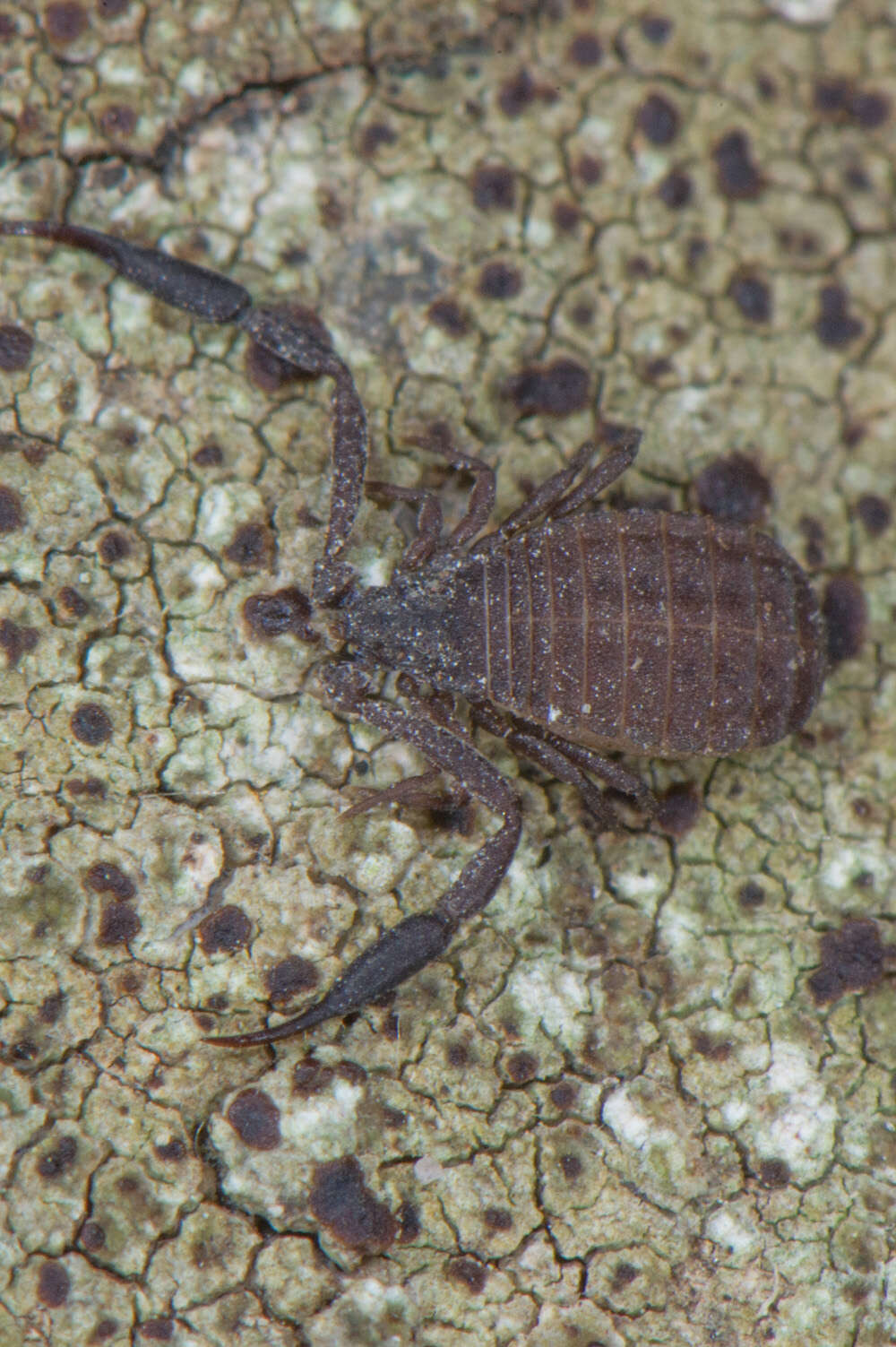 Image de Synsphyronus apimelus Harvey 1987