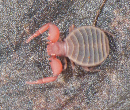 Image of Feaellinae Ellingsen 1906