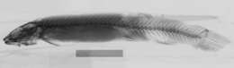 Image of Rhizosomichthys totae (Miles 1942)