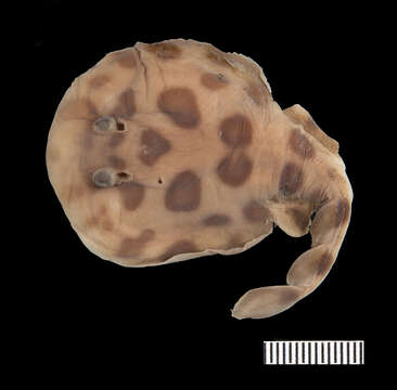 Image of Caribbean Electric Ray