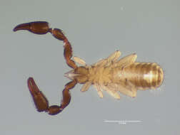 Image of Cheliferoidea Risso 1827
