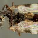 Image of Euxesta quaternaria Loew 1868