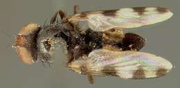 Image of Euxesta quaternaria Loew 1868