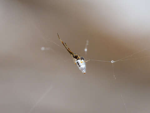 صورة Argyrodes antipodianus O. Pickard-Cambridge 1880