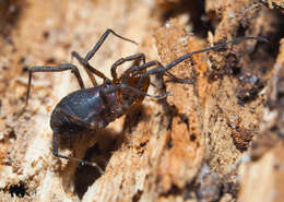 Image de Nunciella kangarooensis Hunt 1971