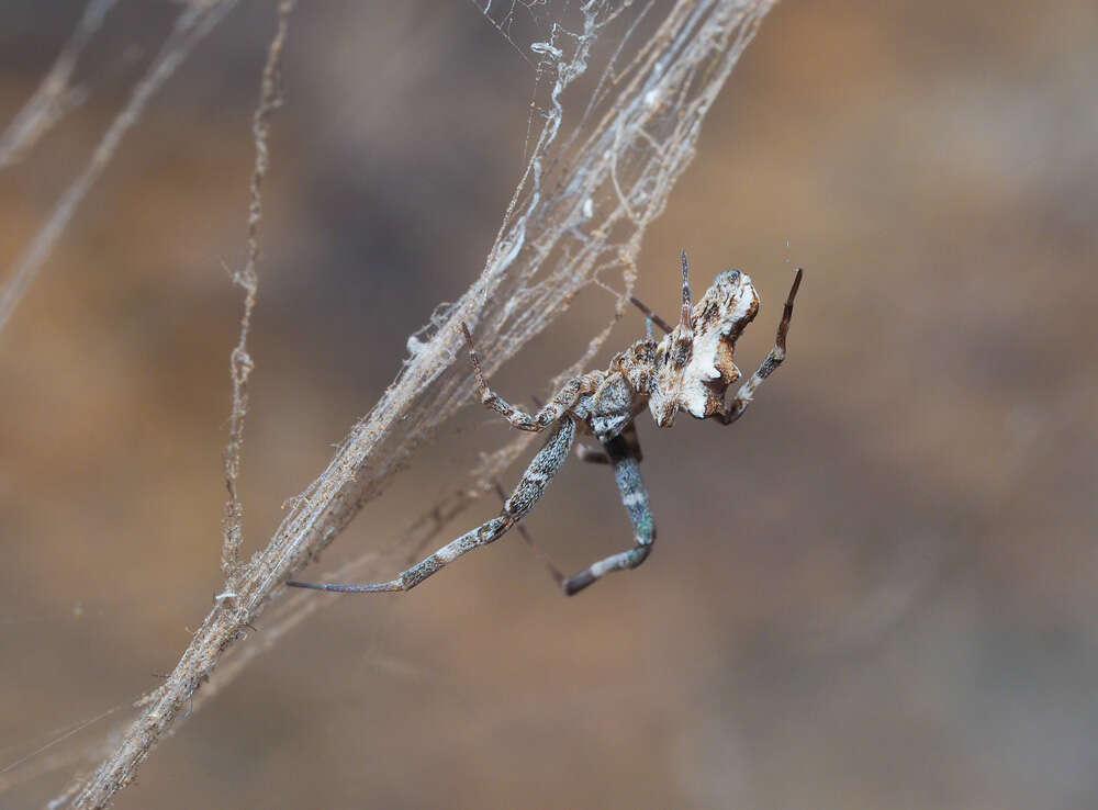 Image of Philoponella congregabilis (Rainbow 1916)