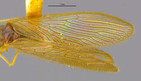 Image of Sisyra apicalis Banks 1908