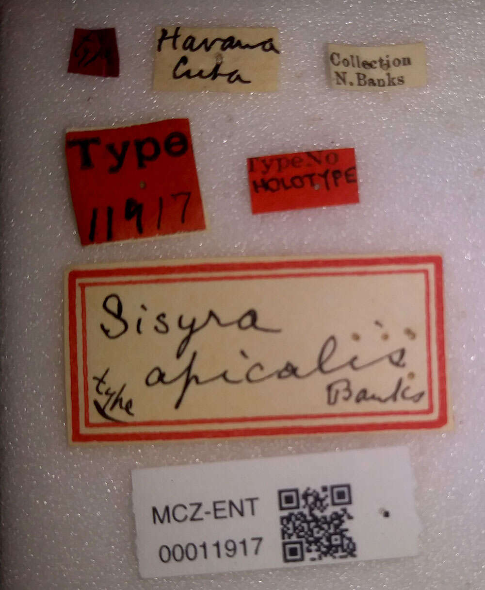 Image of Sisyra apicalis Banks 1908