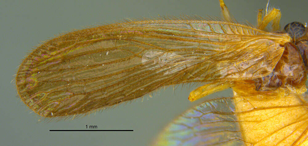 Image of spongillaflies