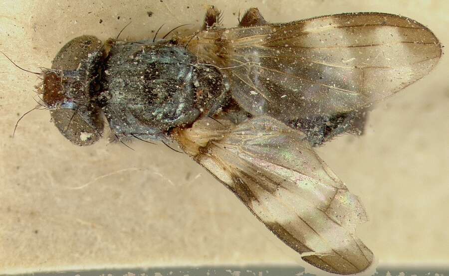 Image of Picture-winged fly