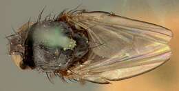 Image of freeloader flies