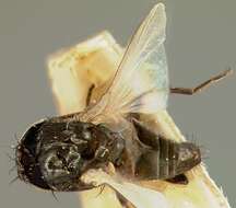 Image of freeloader flies