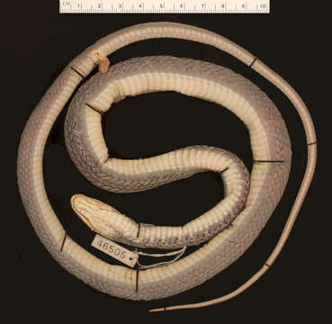 Image of Mastigodryas boddaerti ruthveni (Stuart 1933)