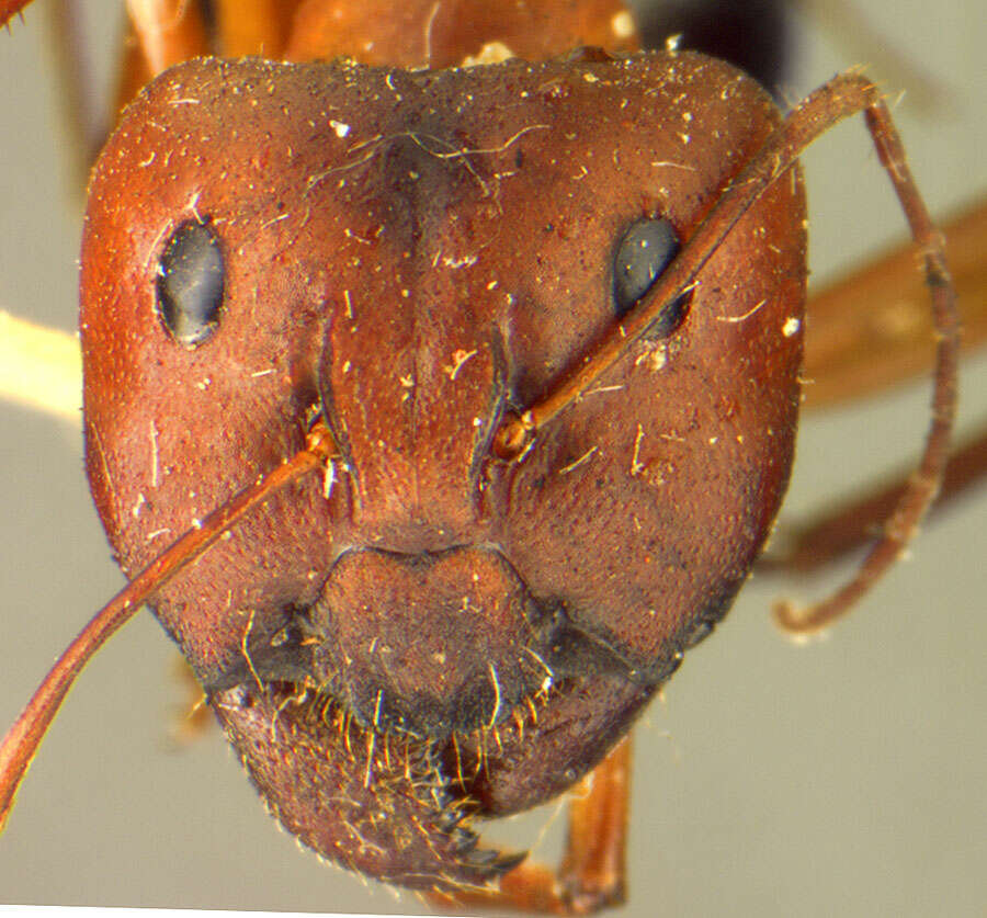 Image of Camponotus rufus Crawley 1925