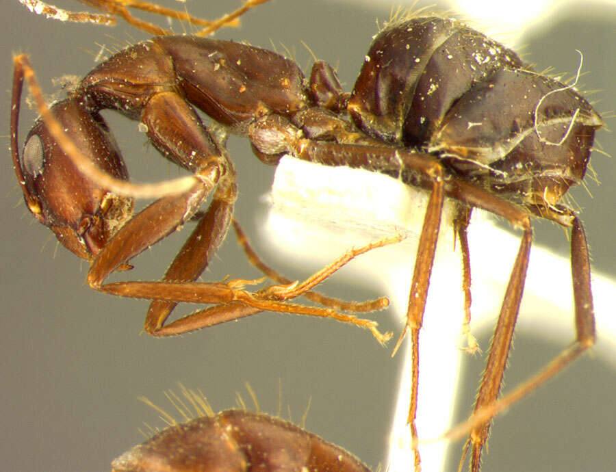 Слика од Camponotus spenceri Clark 1930