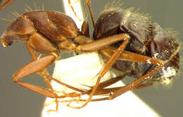 Слика од Camponotus spenceri Clark 1930