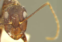 Слика од Camponotus spenceri Clark 1930