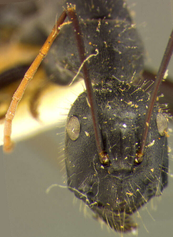 Image of Camponotus versicolor Clark 1930
