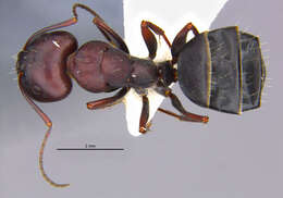 Imagem de <i>Camponotus amaurus</i>