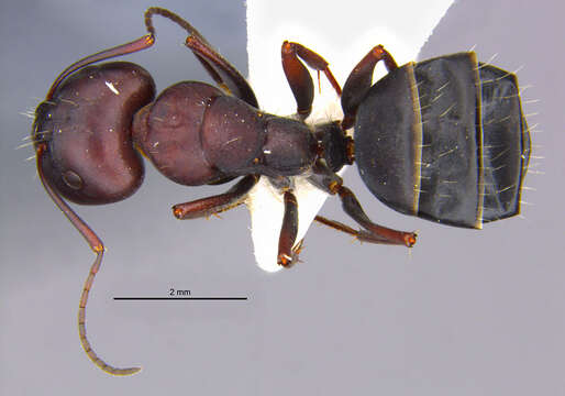 Imagem de <i>Camponotus amaurus</i>