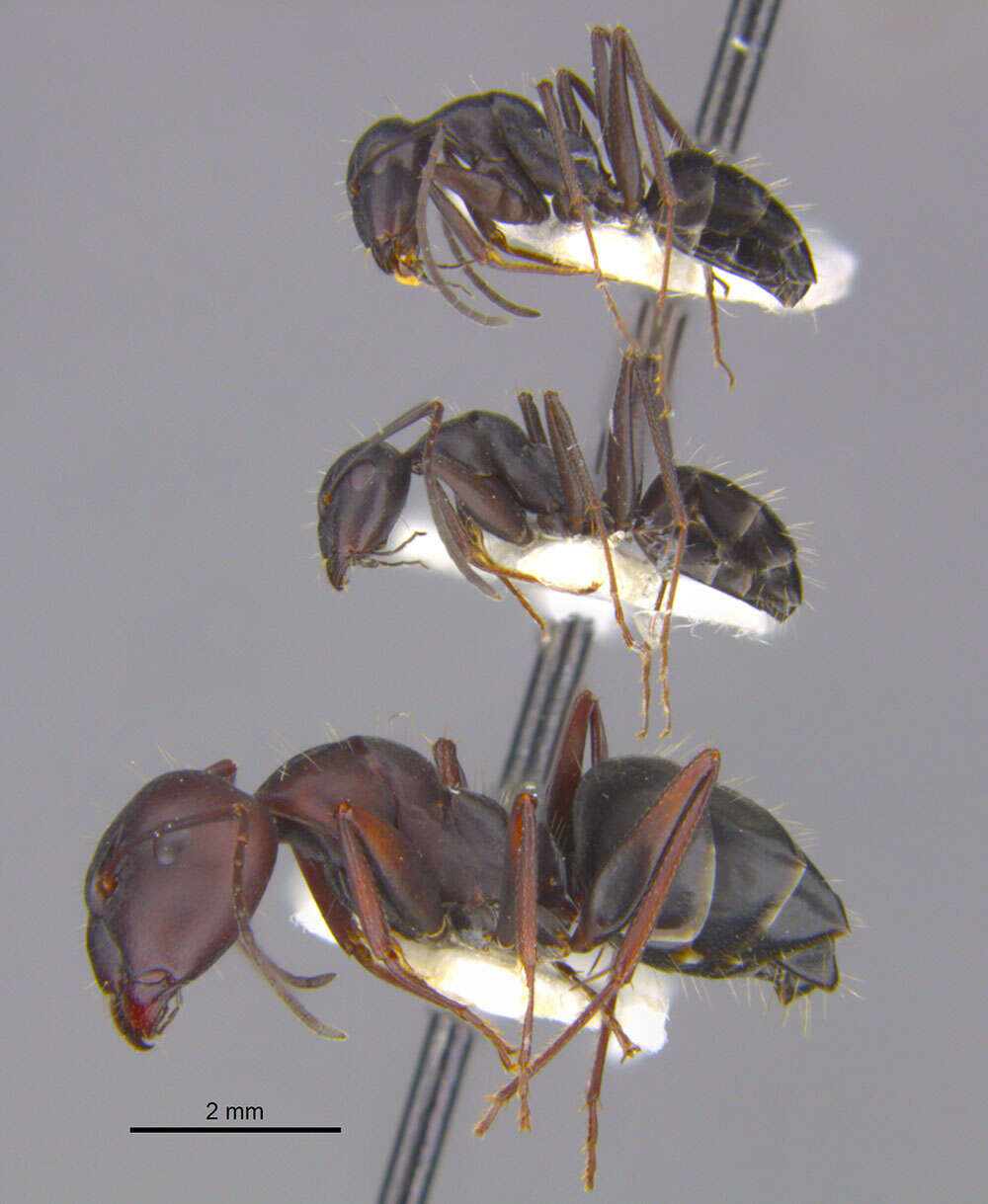 Plancia ëd <i>Camponotus amaurus</i>