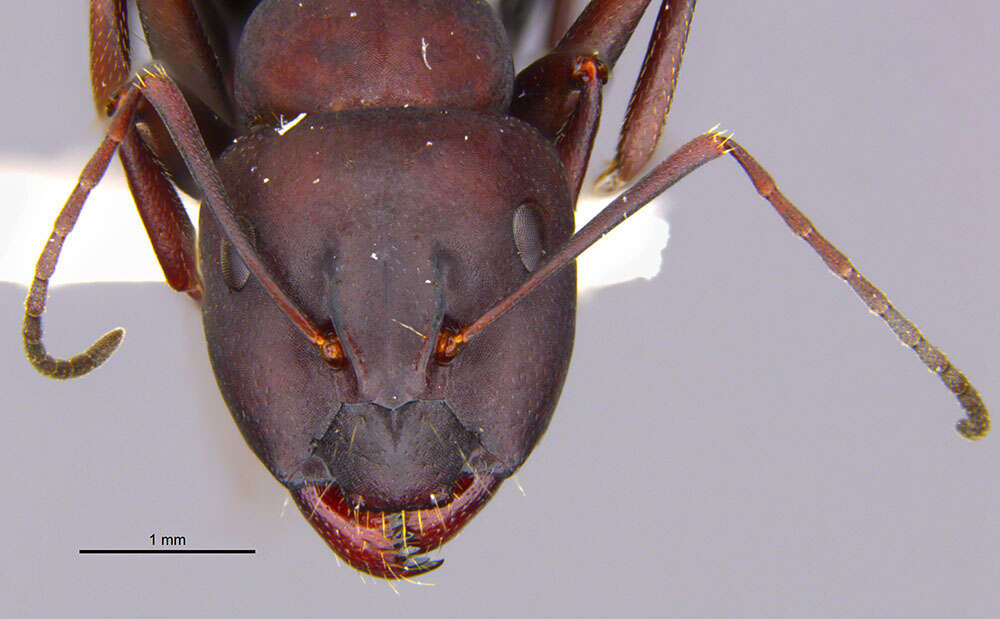Image of <i>Camponotus amaurus</i>