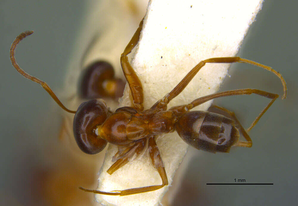 Dorymyrmex elegans (Trager 1988) resmi