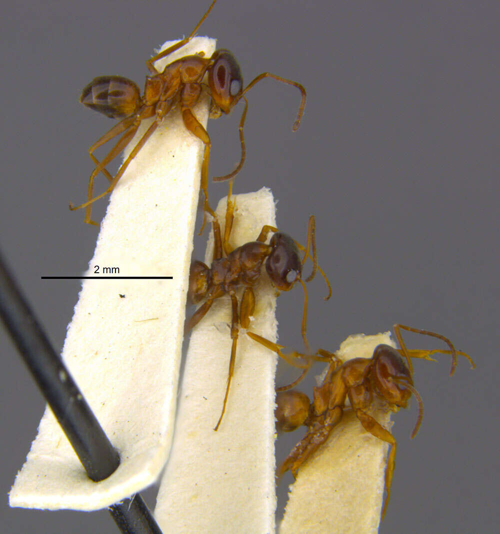 Dorymyrmex elegans (Trager 1988) resmi