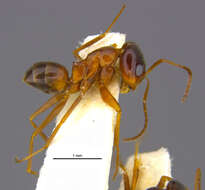 Dorymyrmex elegans (Trager 1988) resmi