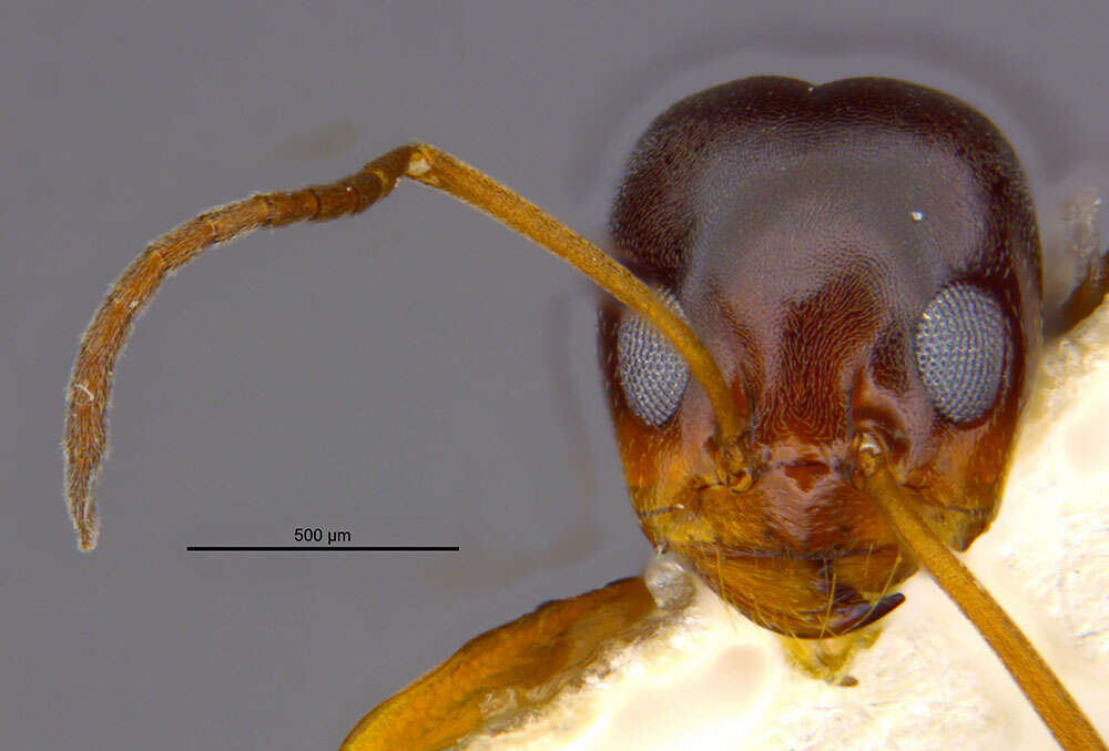 Dorymyrmex elegans (Trager 1988) resmi