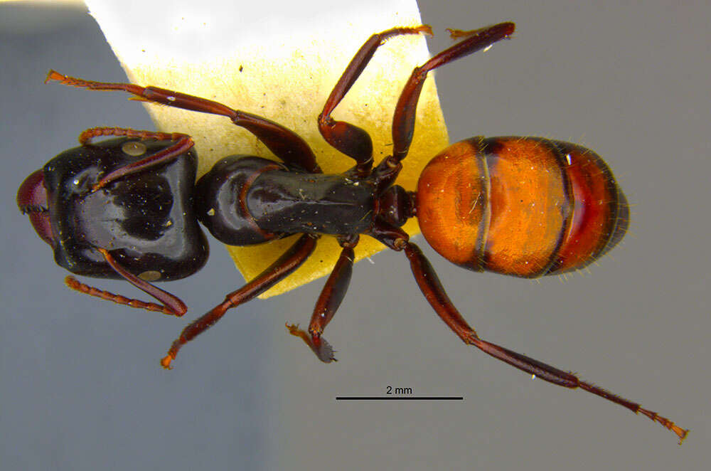 Image of Camponotus maafui Mann 1921