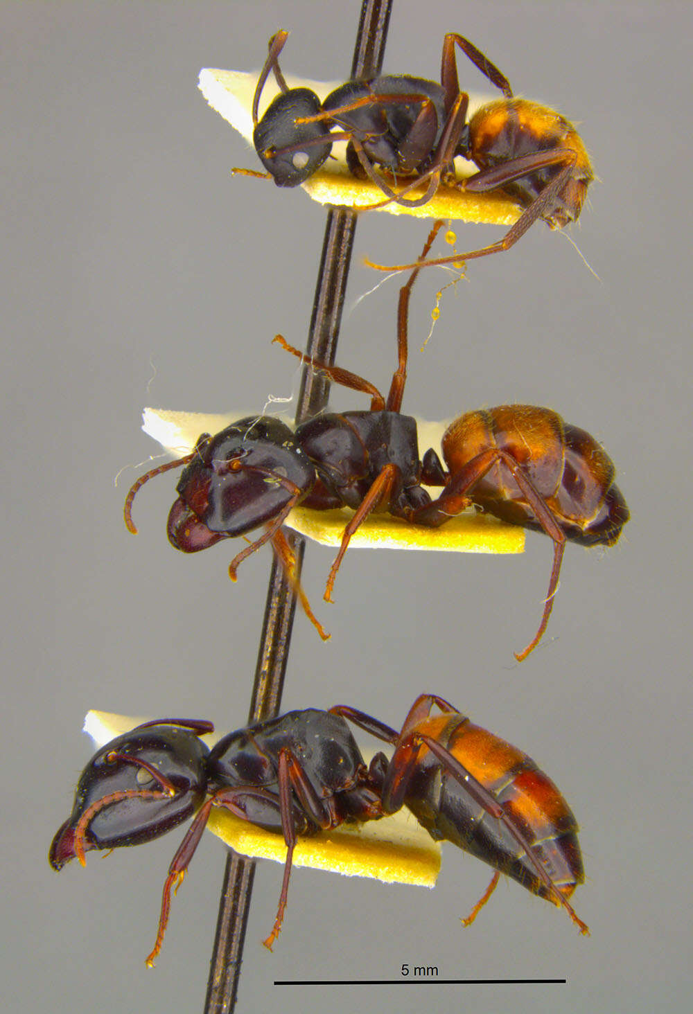 Image of Camponotus maafui Mann 1921