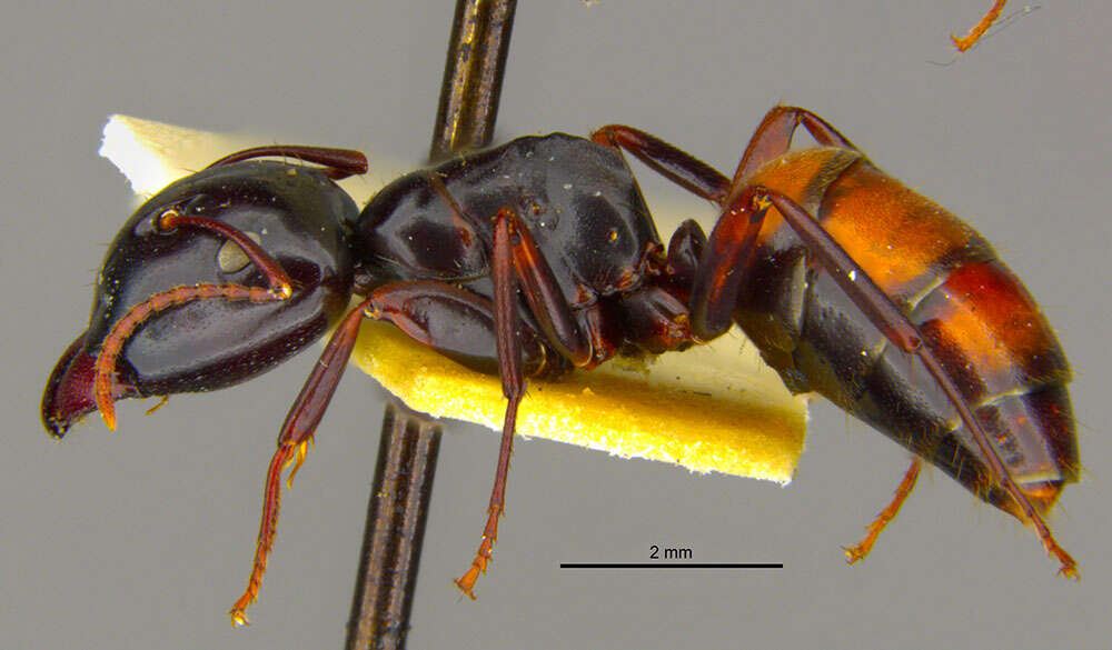 Image of Camponotus maafui Mann 1921