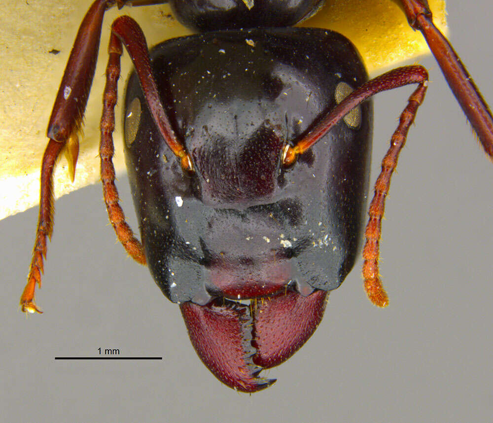 Image of Camponotus maafui Mann 1921