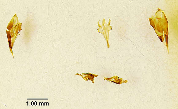 Zethus simulans Bohart & Stange 1965的圖片