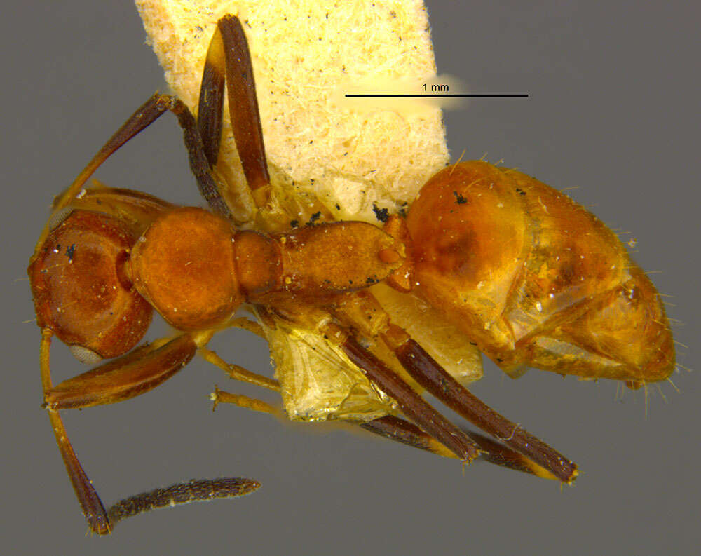 Imagem de Camponotus guppyi Mann 1920