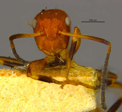 Imagem de Camponotus guppyi Mann 1920