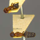 صورة Camponotus nipponicus Wheeler 1928