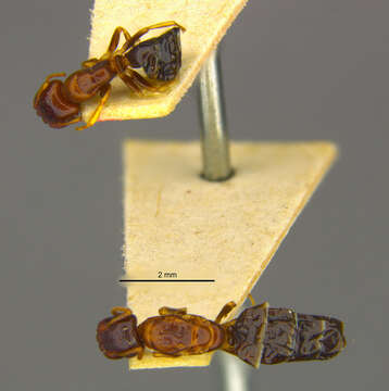 Image of Camponotus nipponicus Wheeler 1928