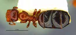 Image of Camponotus culmicola Wheeler 1905