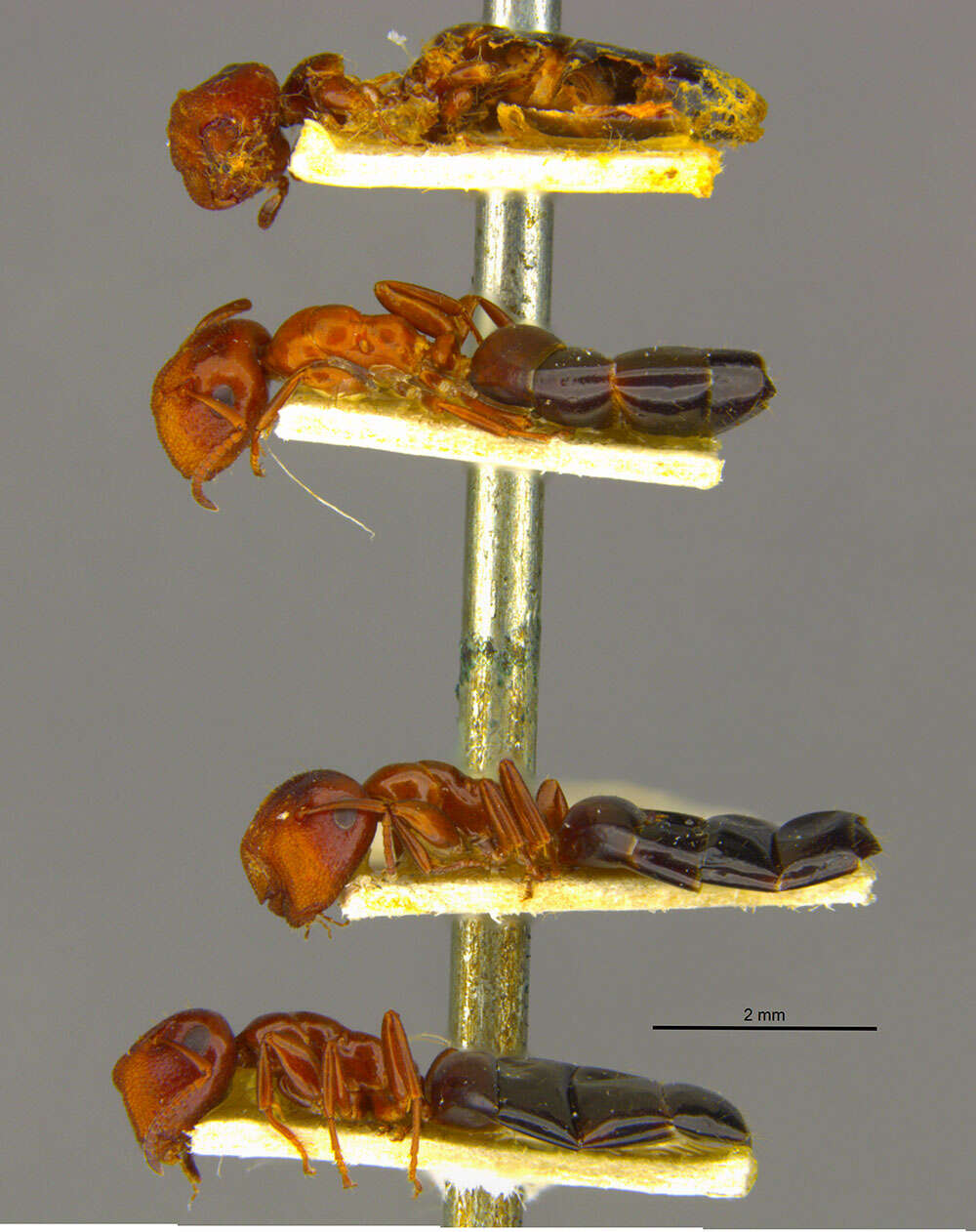 Image of Camponotus culmicola Wheeler 1905